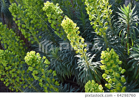Euphorbia Wolfeny 64298760