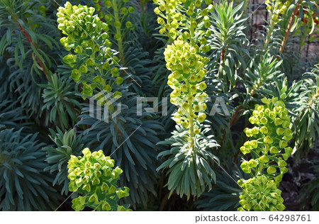 Euphorbia Wolfeny 64298761
