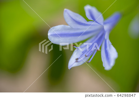  Agapanthus 64298847
