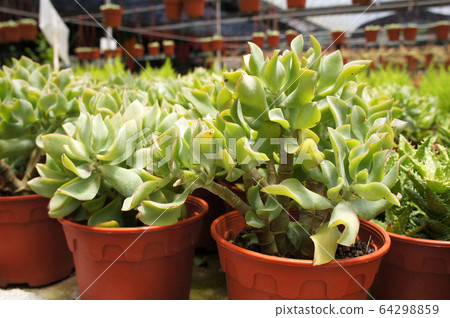 Crassula plants planted inside the plant nursery in Cameron Highland, Malaysia. Planted in small plastic pots for sale to customers.  64298859