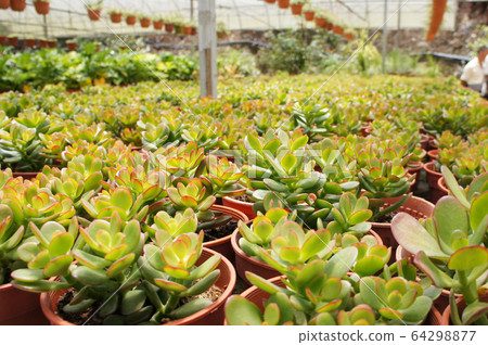 Crassula plants planted inside the plant nursery in Cameron Highland, Malaysia. Planted in small plastic pots for sale to customers.  64298877