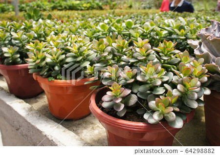 Crassula plants planted inside the plant nursery in Cameron Highland, Malaysia. Planted in small plastic pots for sale to customers.  64298882