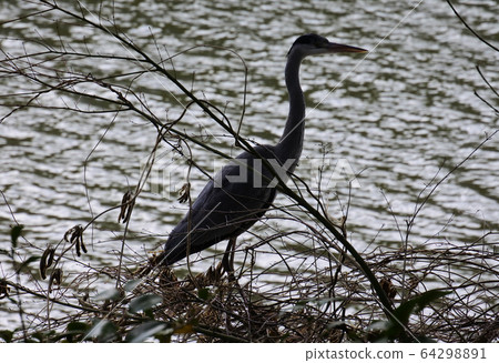 Heron silhouette standing in the bush 64298891