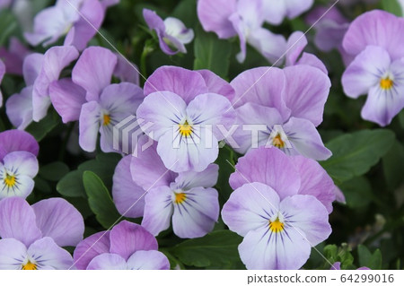 Pansy Pansy 64299016