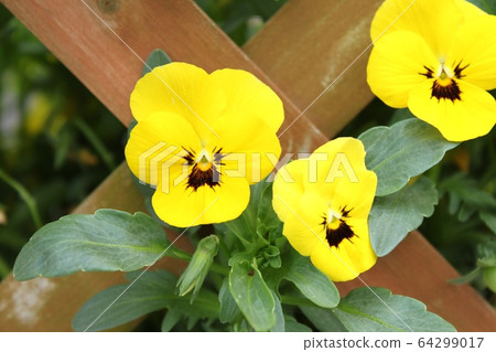 Pansy Pansy 64299017