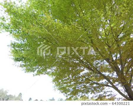 Tree in the park 64300221