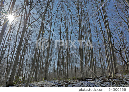 福島縣多見町的山毛櫸林 福島縣多見町的山毛櫸林 64300366