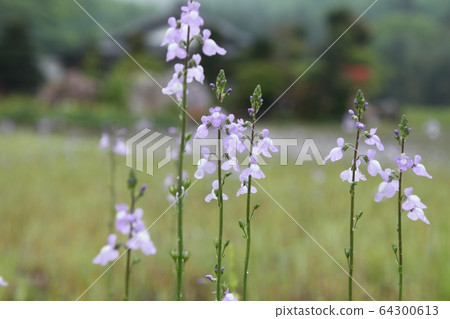 Pine needle orchid 64300613