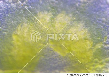 Radical petiole observation Radical petiole observation 64300779