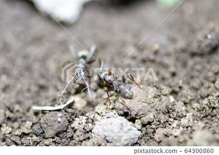 Working ant 64300860
