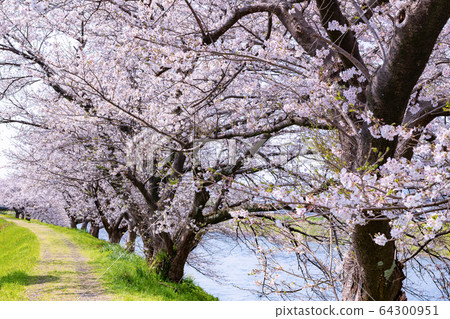 Cherry blossoms in Ryuganbuchi, Fuji City, Shizuoka Prefecture Cherry blossoms in Ryuganbuchi, Fuji City, Shizuoka Prefecture 64300951