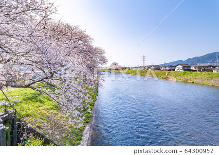 Cherry blossoms in Ryuganbuchi, Fuji City, Shizuoka Prefecture Cherry blossoms in Ryuganbuchi, Fuji City, Shizuoka Prefecture 64300952