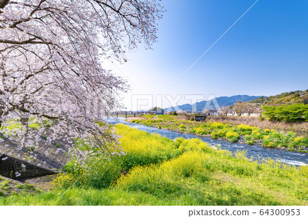 Cherry blossoms in Ryuganbuchi, Fuji City, Shizuoka Prefecture Cherry blossoms in Ryuganbuchi, Fuji City, Shizuoka Prefecture 64300953