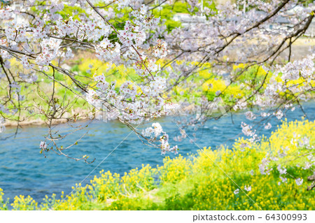 Cherry blossoms in Ryuganbuchi, Fuji City, Shizuoka Prefecture Cherry blossoms in Ryuganbuchi, Fuji City, Shizuoka Prefecture 64300993