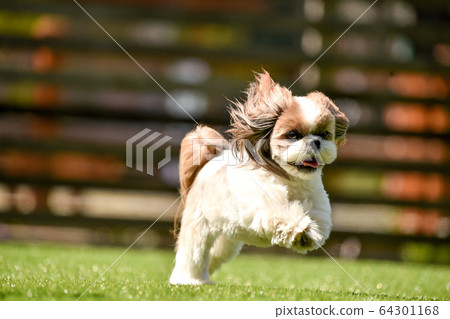 Shih cheap tzu running