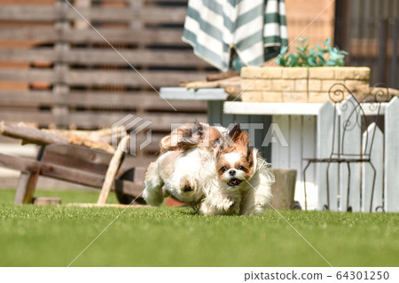 西施在狗跑 西施在狗跑 64301250