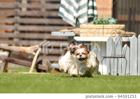 西施在狗跑 64301251