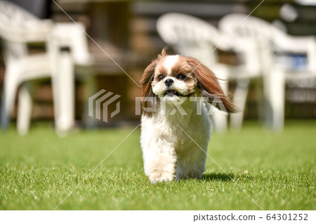 西施在狗跑 64301252