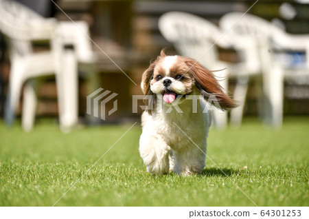 Shih Tzu playing in a dog run Shih Tzu playing in a dog run 64301253