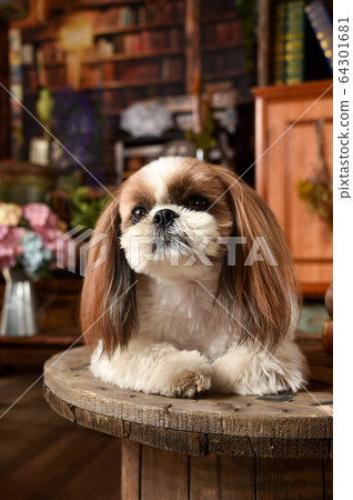 西施的古董家具 64301681