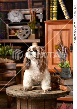 Shih Tzu in antique furniture Shih Tzu in antique furniture 64301690