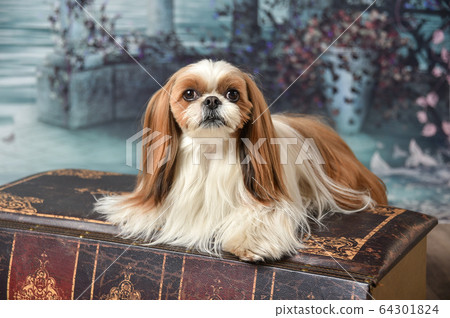 European 2024 shih tzu