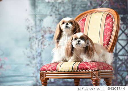Shih Tzu in European background Shih Tzu in European background 64301844