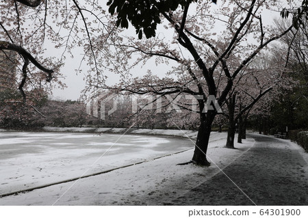 Cherry blossoms in 2020 64301900