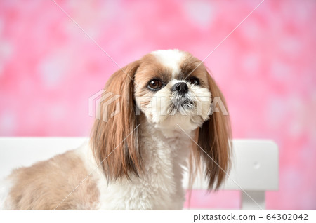 Sakura and Shih Tzu 64302042