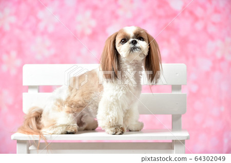 Sakura and Shih Tzu 64302049