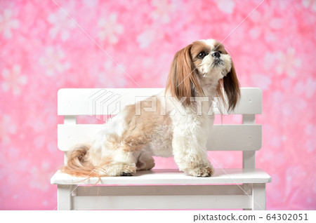 Sakura and Shih Tzu 64302051