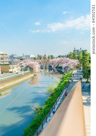 Nikko Kaido Country designated scenic spot Soka Matsubara and cherry blossom scenery Nikko Kaido Country designated scenic spot Soka Matsubara and cherry blossom scenery 64302581