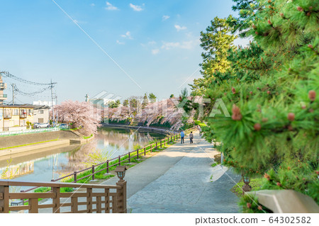 日光海道國家指定的風景名勝松原創價和櫻花風景 日光海道國家指定的風景名勝松原創價和櫻花風景 64302582