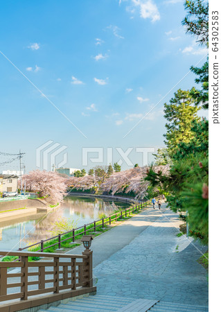 日光海道國家指定的風景名勝松原創價和櫻花風景 日光海道國家指定的風景名勝松原創價和櫻花風景 64302583