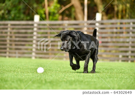 Labrador retriever playing in a dog run 64302649