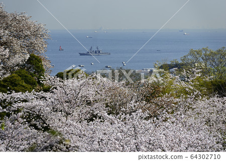 櫻花與驅逐艦[神奈川縣立塚山公園]櫻花焦點 64302710