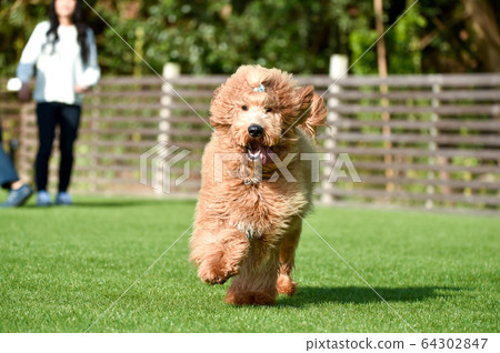 Labrador playing in a dog run 64302847