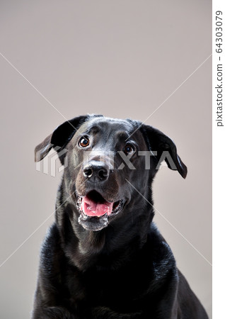 灰背拉布拉多犬 64303079