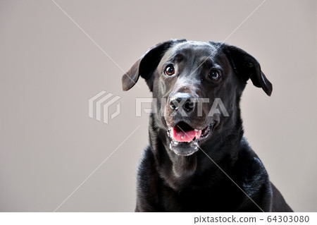 灰背拉布拉多犬 灰背拉布拉多犬 64303080