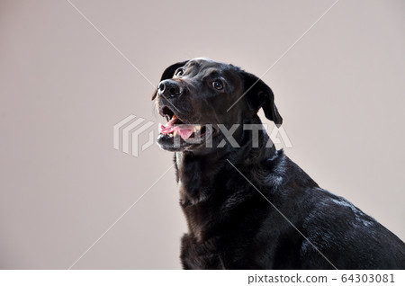 灰背拉布拉多犬 灰背拉布拉多犬 64303081