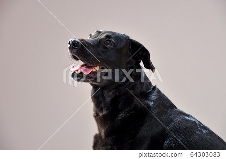 灰背拉布拉多犬 64303083