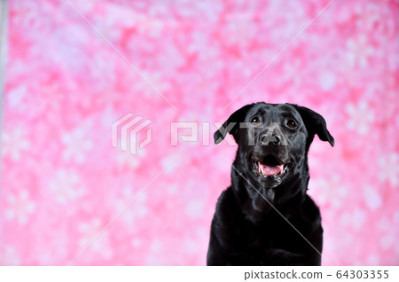 Sakura Tore Bradoll Retriever 64303355