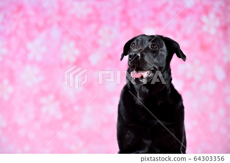 Sakura Tore Bradoll Retriever 64303356