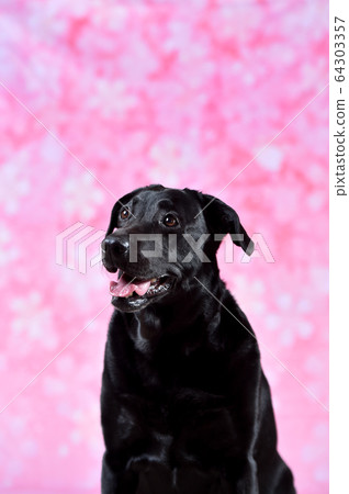 Sakura Tore Bradoll Retriever 64303357