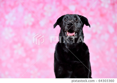 櫻花Tore Bradoll獵犬 64303360