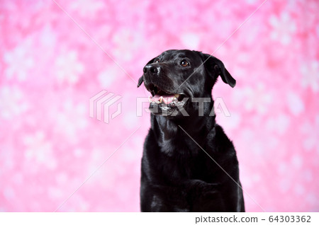 櫻花Tore Bradoll獵犬 64303362