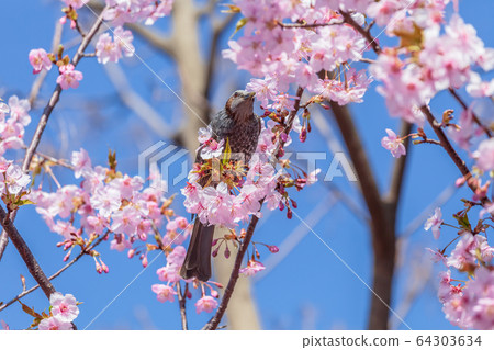 Cherry blossoms and brown eyes 64303634
