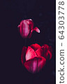 Tulip 64303778