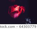 Tulip 64303779