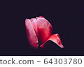 Tulip 64303780
